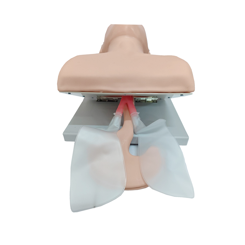 PVC Adult Intubation Manikin T - Medical Lab Management ulasan dan harga