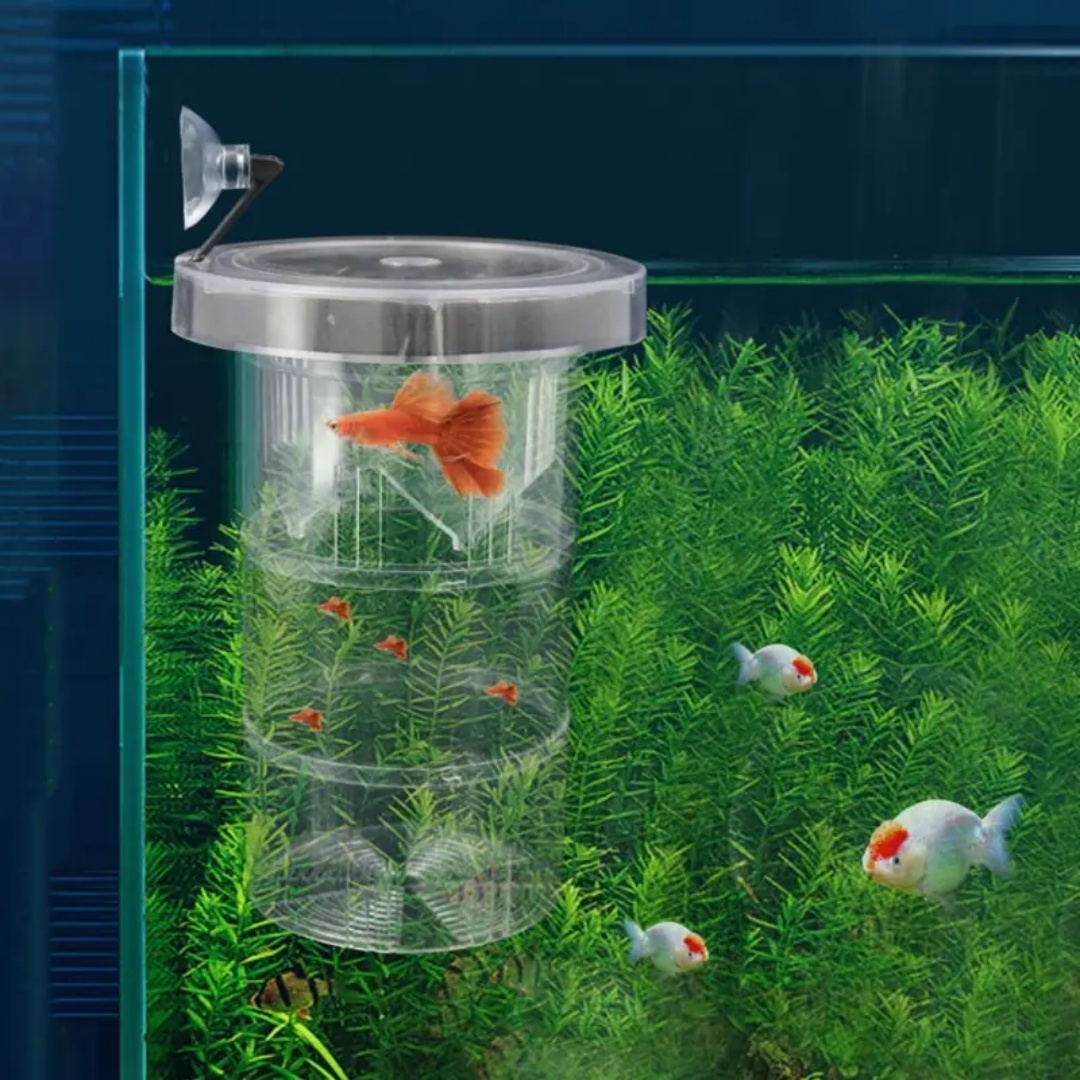 Acrylic Floating Fish Breeding - Lab Incubator ulasan dan harga